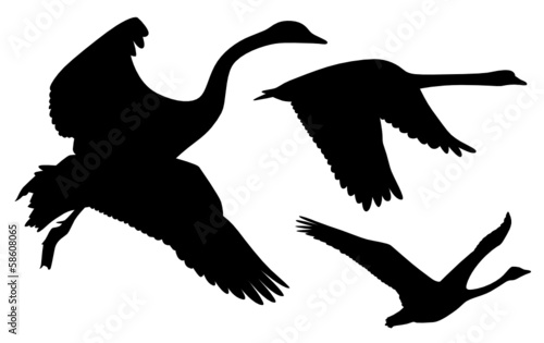 Schwan