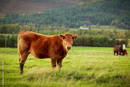 Brown cow photo