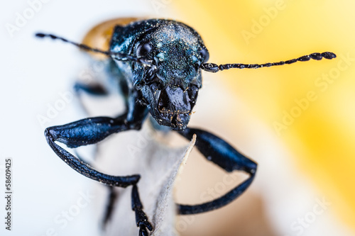 Beetle face © Dario Lo Presti