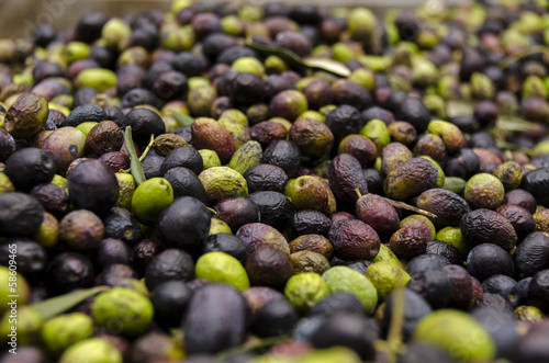 olive verdi e nere in un frantoio photo