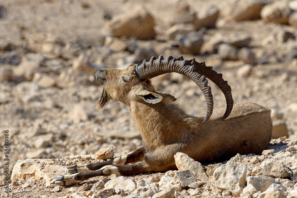 The wild goat (male) at desert of the Negev, Israel The wild goat (male) at desert of the Negev, Israel