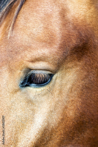 Horse's eye © Dmytro Surkov