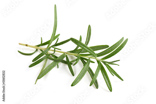 twig of rosemary isolated on white