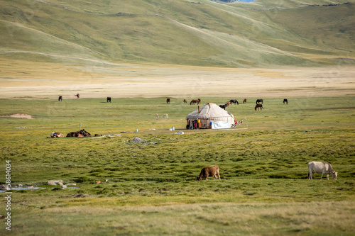 Farm animals pasturing near yurt photo