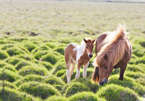 Canvas Print Icelandic horse with her colt