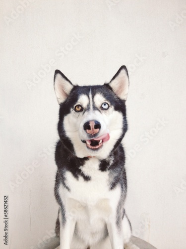 Fototapeta Naklejka Na Ścianę i Meble -  hungry husky dog