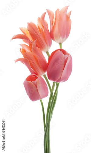 Fototapeta Naklejka Na Ścianę i Meble -  tulip