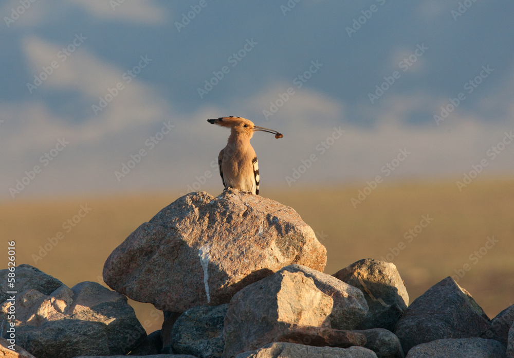 Hoopoe