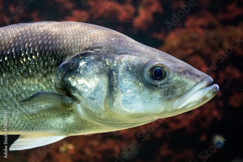 Fish under water close up