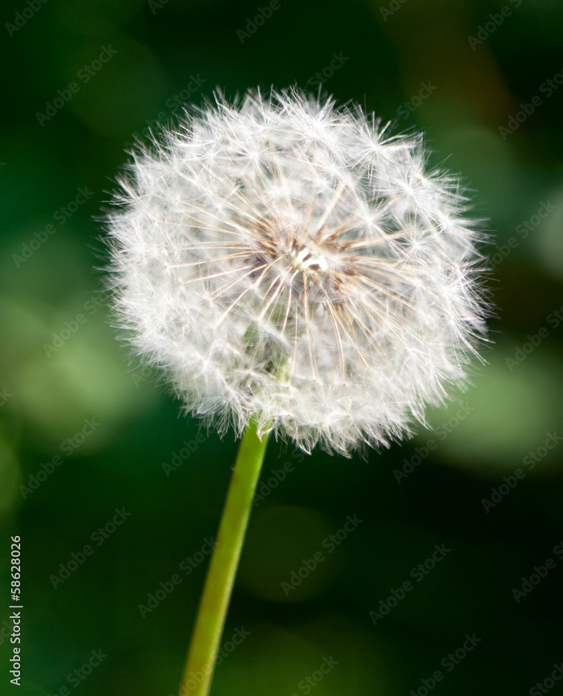 Fototapeta premium One dandelio