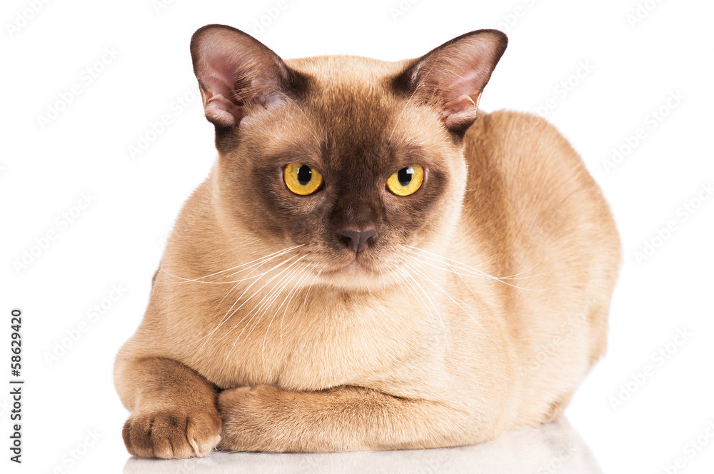 sable burmese cat