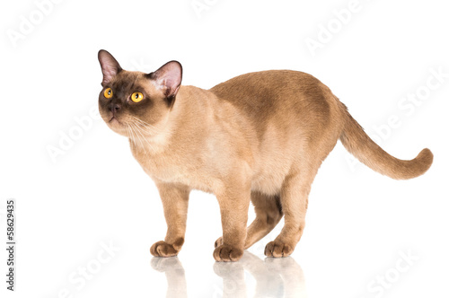 curious burmese cat