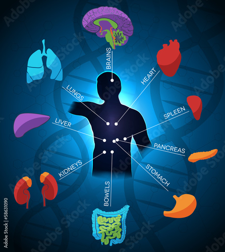 Human anatomy colorful design, DNA chain at the background