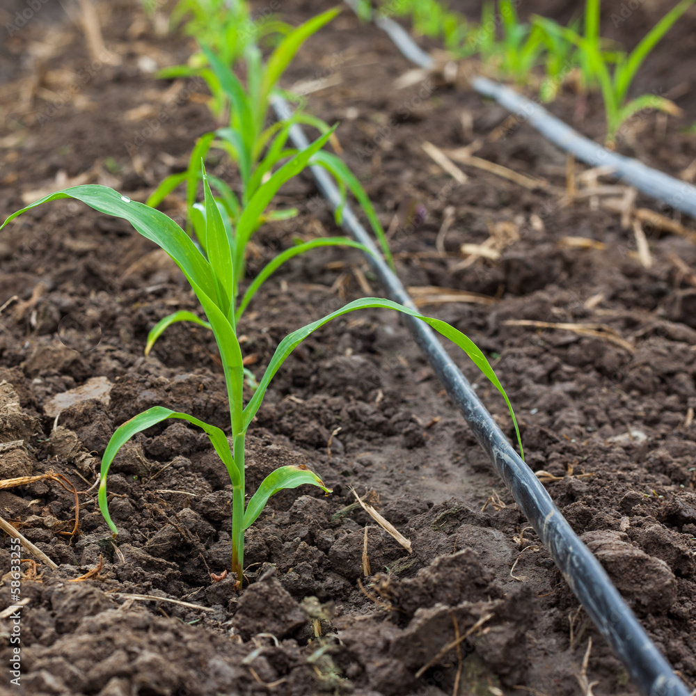 Corn field growing with drip irrigation system. Corn field growing with drip irrigation system.