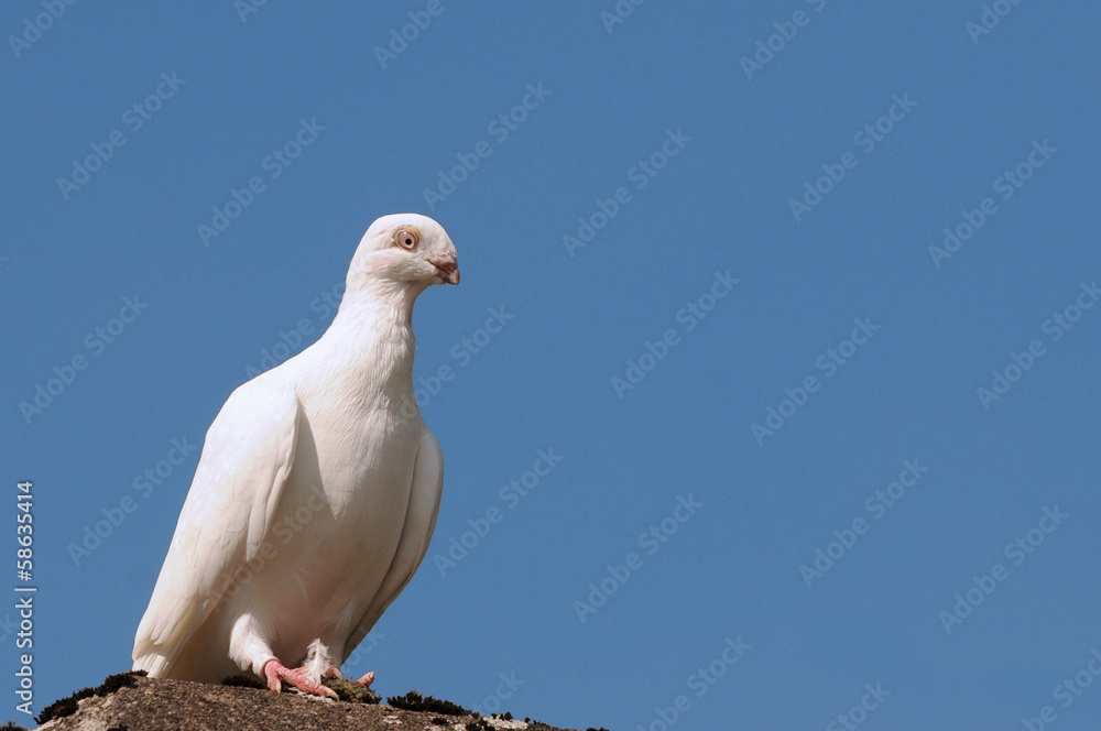 Dove Dove