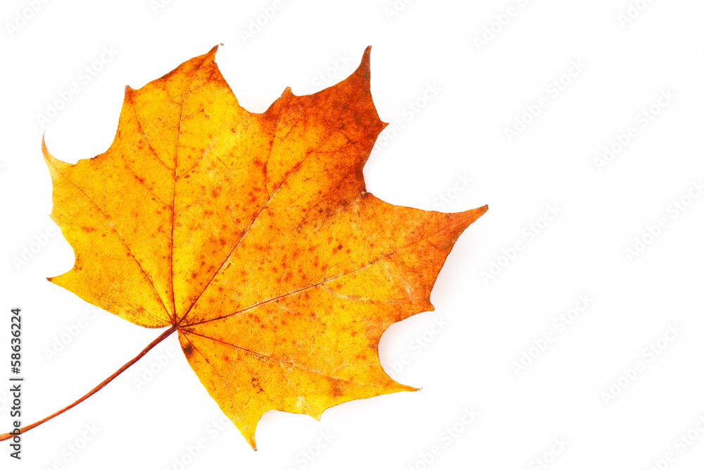 Sycamore leaf on a white background Sycamore leaf on a white background