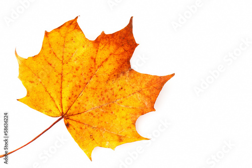 Sycamore leaf on a white background photo