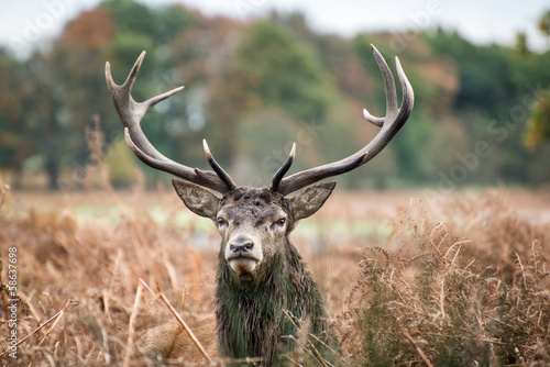 Red deer stag during rutting season in Autumn photo