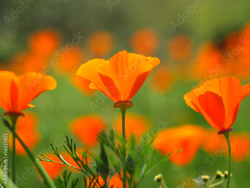Beautiful orange flowers