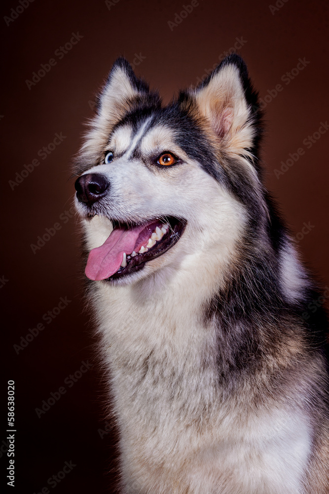 Husky im Studio Husky im Studio
