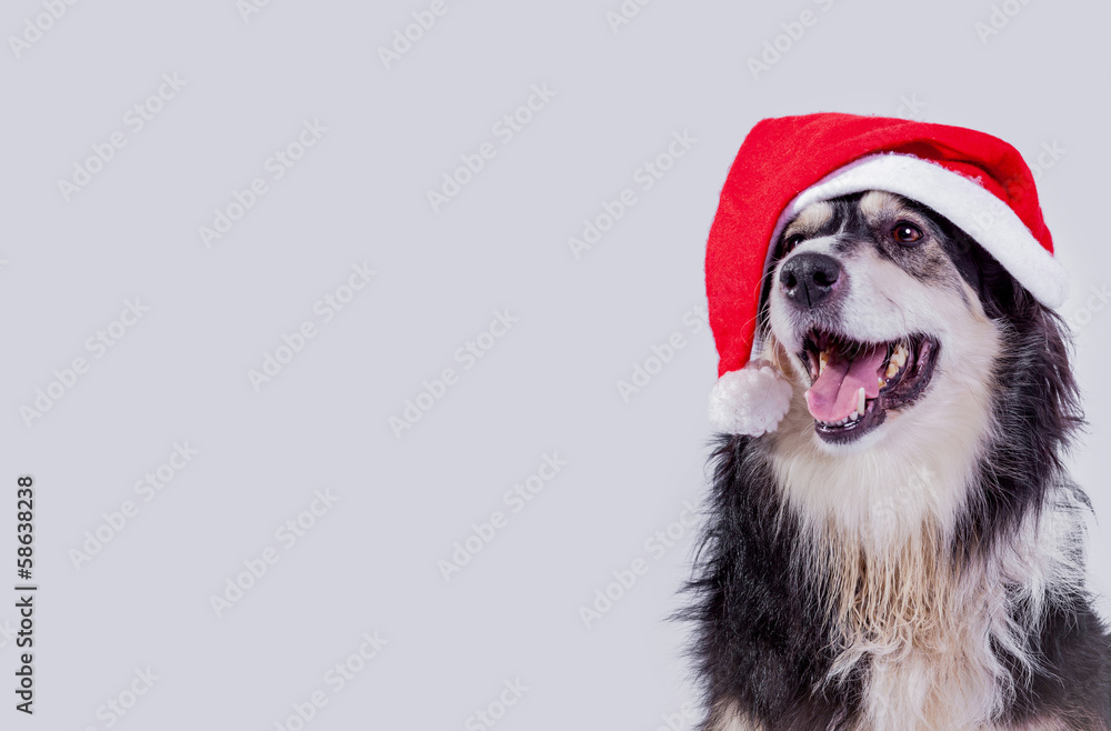 Nikolaus Hund Stock-Foto | Adobe Stock