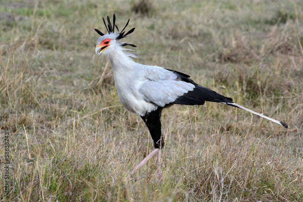 Fototapeta premium Sekretär