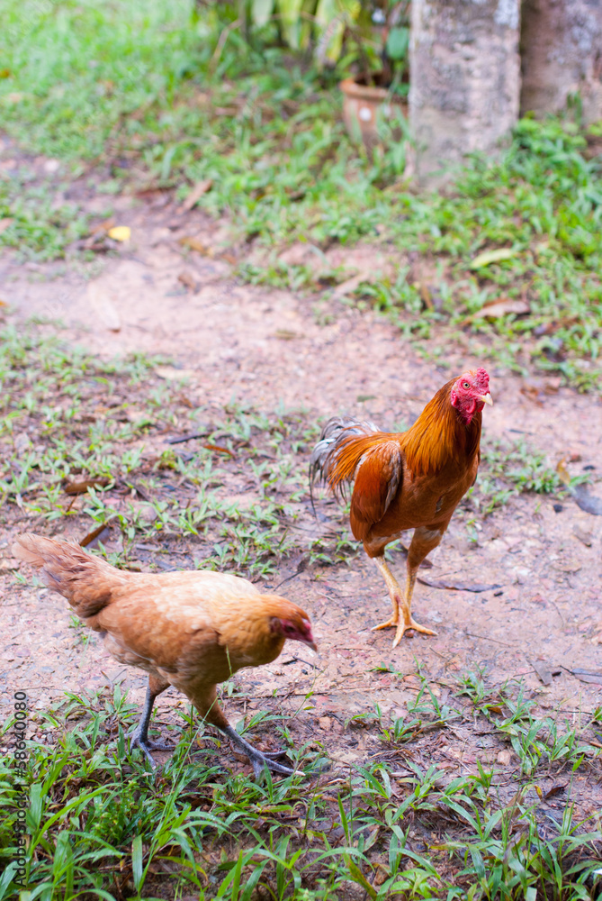 Fototapeta premium Chickens on a lawn