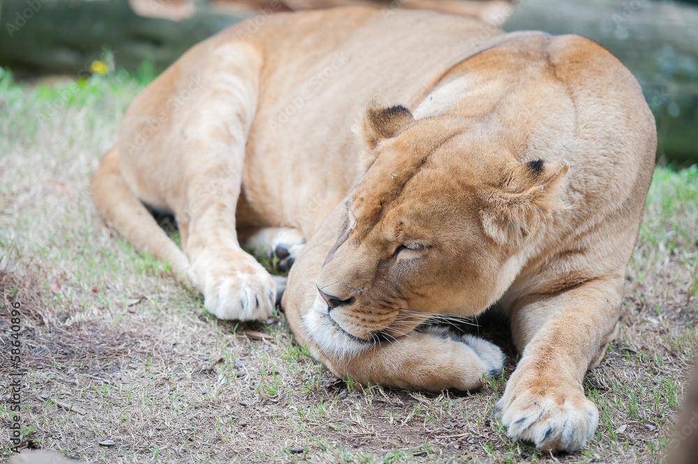 Obraz premium Lionne en train de dormir