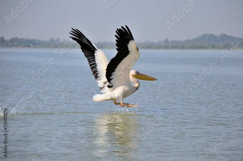 Pelican landing on lake © fabio lamanna