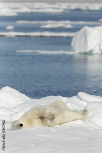 Polar bear in Svalbard