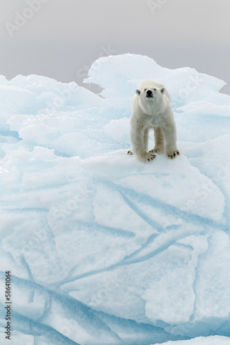 Polar bear in iceberg