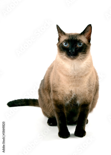 Siamese Cat