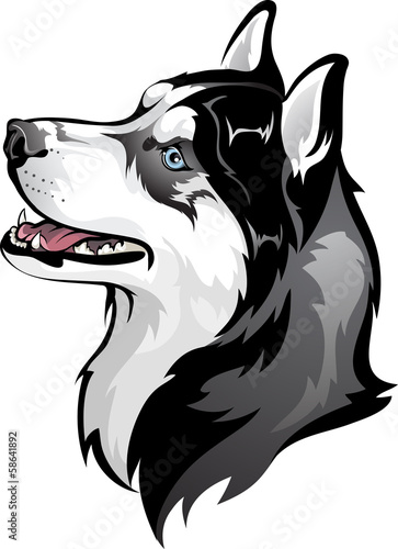 Siberian Husky
