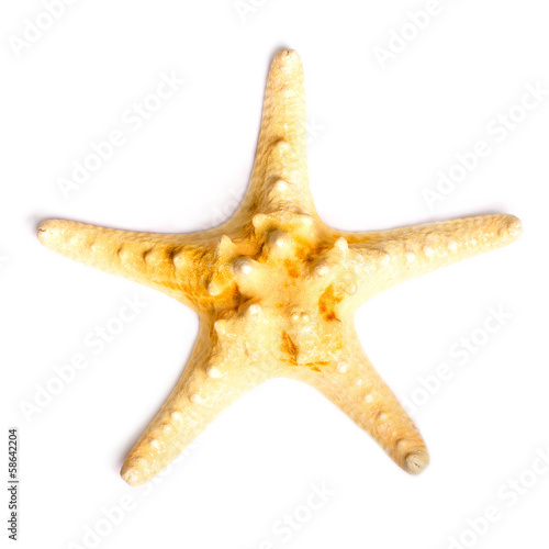 Starfish isolated on white background