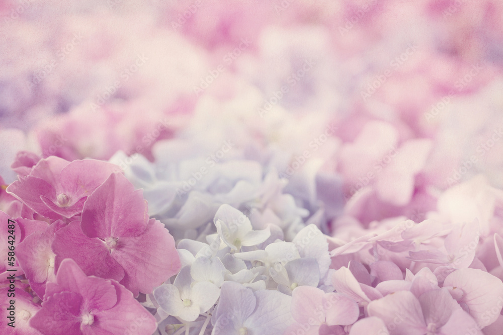 Obraz premium Różowe kwiaty hortensji