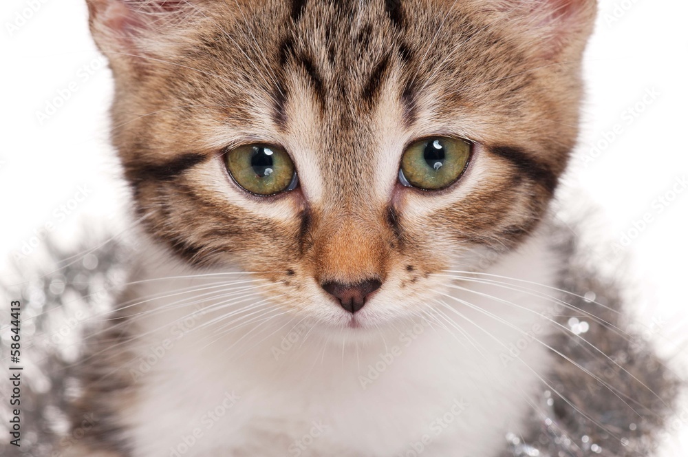 Naklejka premium Cute kitten