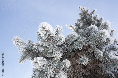 Spruce branches covered with snow, Branch of fir tree in snow © yos_moes
