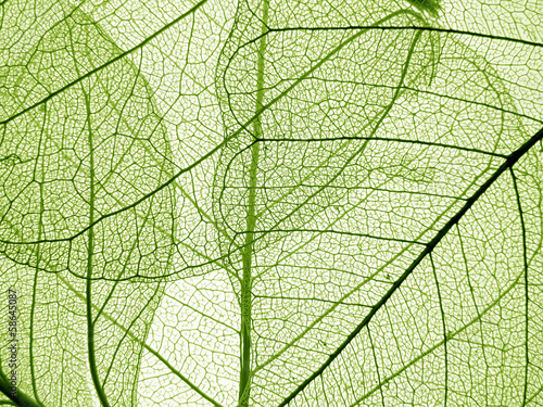 green leaf texture - detail © Vera Kuttelvaserova
