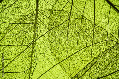 green leaf texture - in detail © Vera Kuttelvaserova