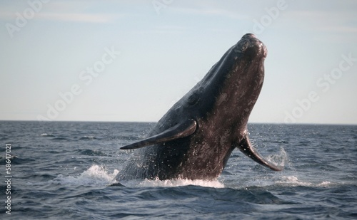 Powerful southern right whale jumping