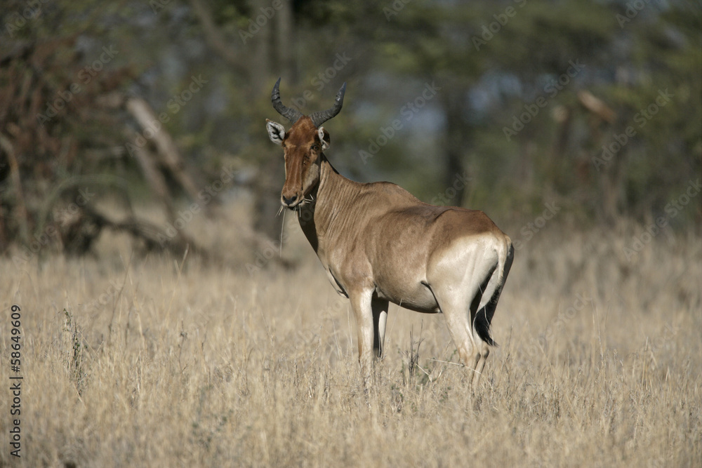 Fototapeta premium Hartebeest, Alcelaphus buselaphus