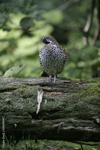 Canvas Print Hazel grouse, Bonasa bonasia
