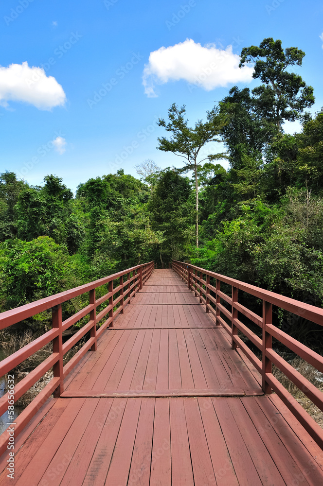 Red wood way in the forest