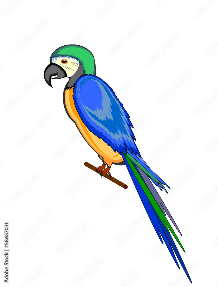 A parrot macaw isolated on a white background