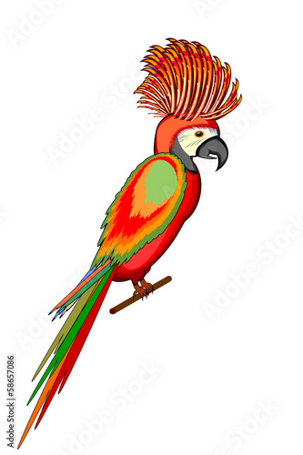 A parrot macaw isolated on a white background