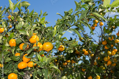Mandarinos in Valencia