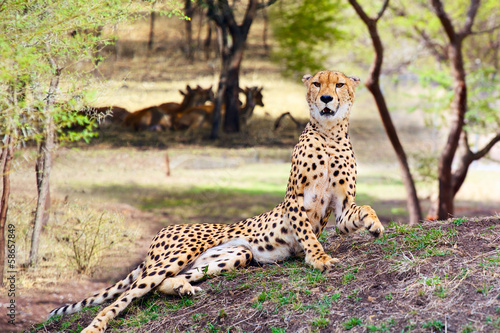 Lying Cheetah  Acinonyx jubatus 