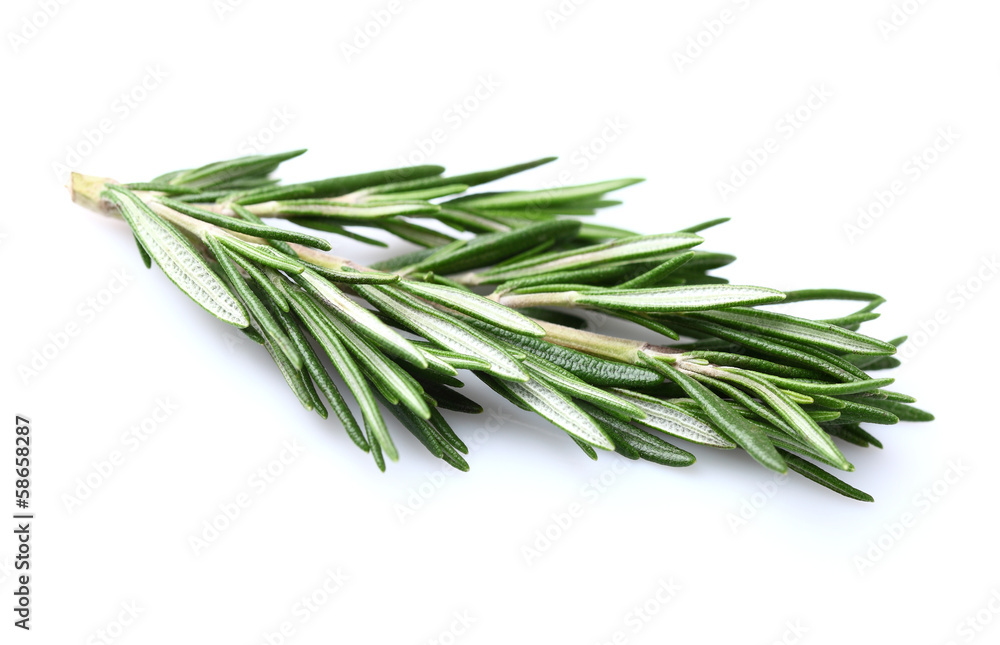 Rosemary in closeup