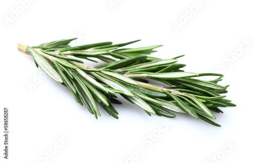 Rosemary in closeup