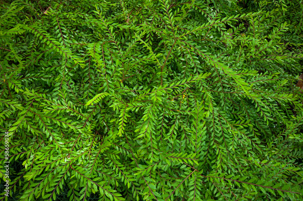 The green background The green background